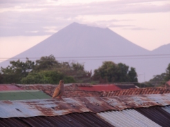 Vulkane dominieren die Landschaft Nicaraguas. Hier posiert ein Vogel vor dem Telica.